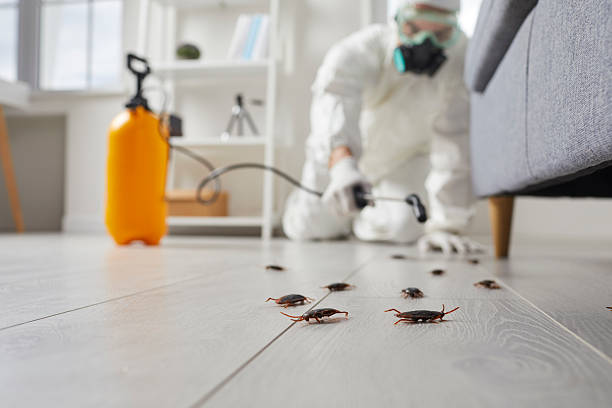 Post-Treatment Bed Bug Interceptor Monitoring in Ashburn